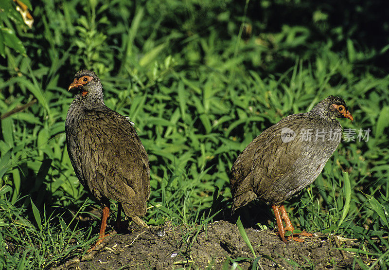 红颈刺鸡或红颈刺鸡(Pternistis afer)，是雉科野鸡科的一种野鸟。肯尼亚马赛马拉国家保护区。
